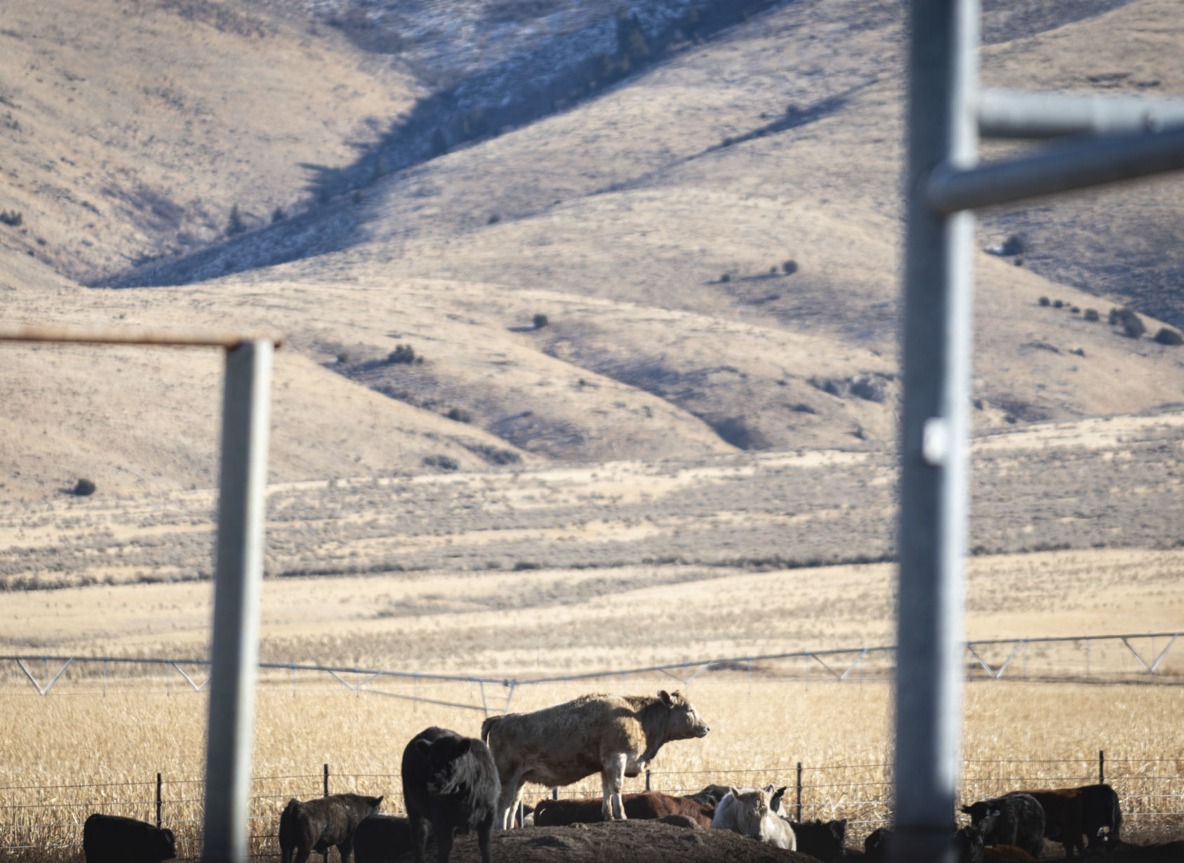 Ranchers deal with fallout from Badger Fire